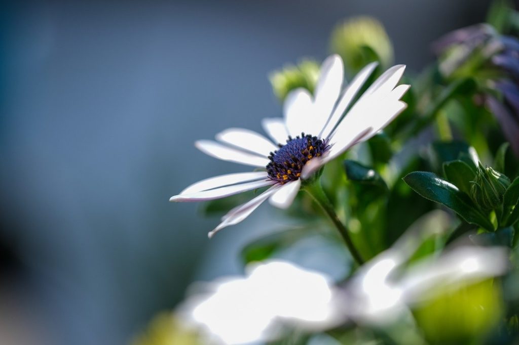 flower, bloom, botany